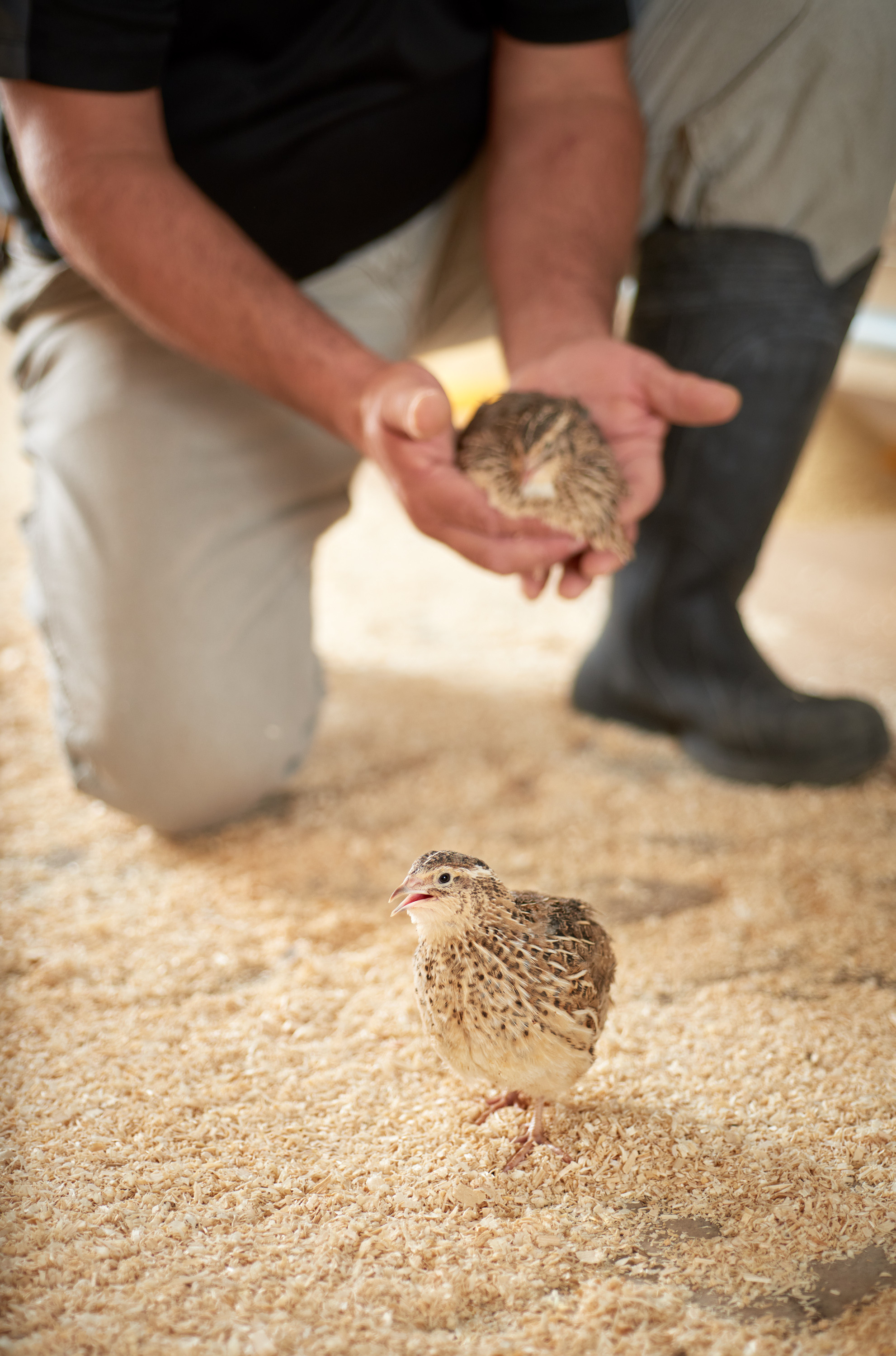 CC-SpringCreekQuailFarms_264