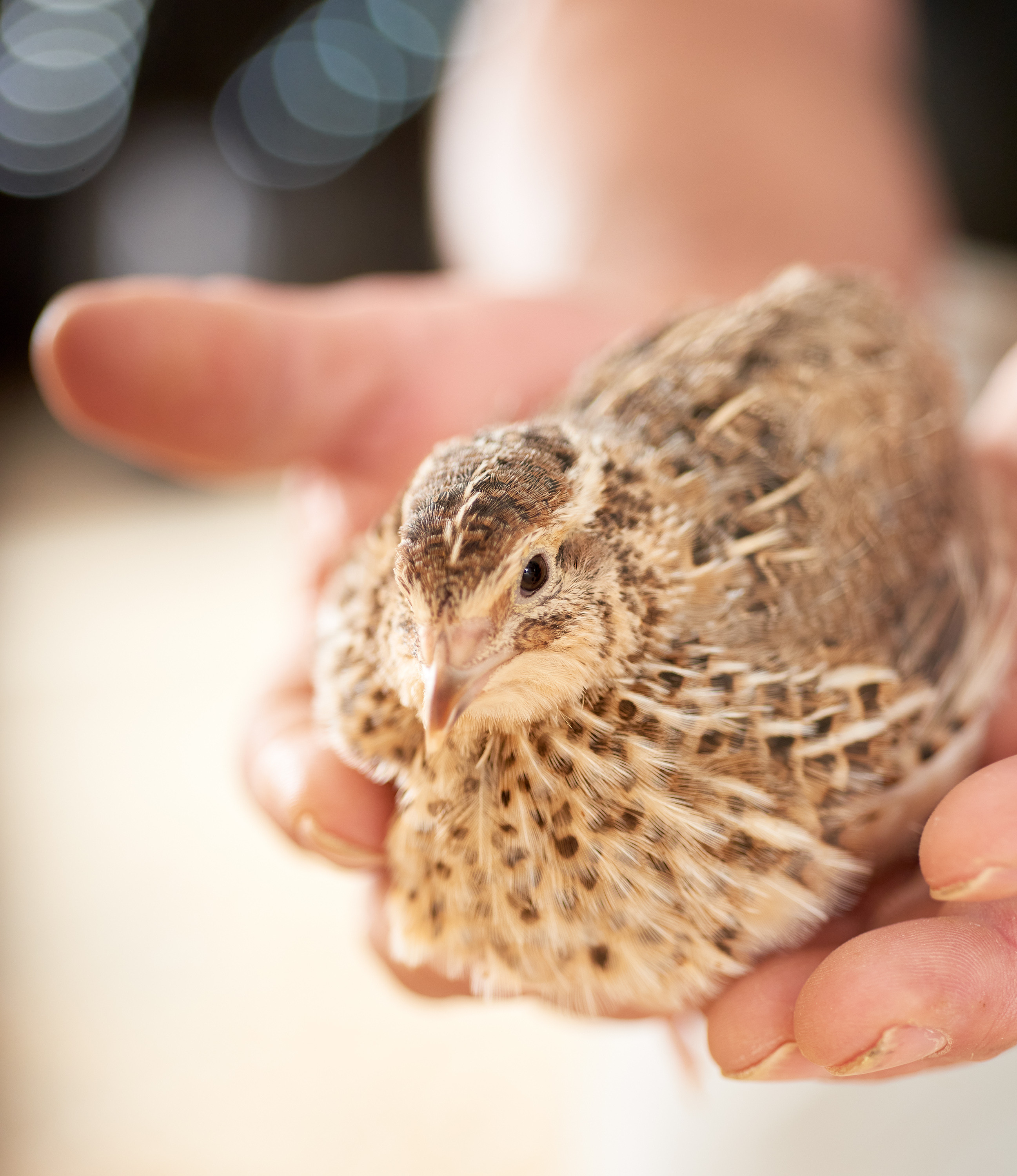 CC-SpringCreekQuailFarms_281