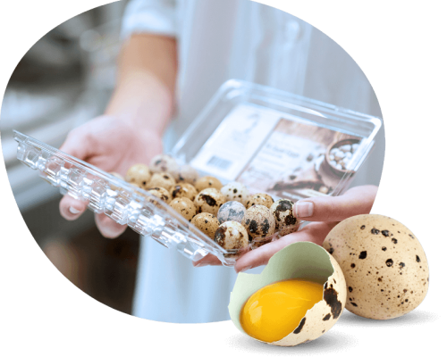 Fresh Quail Eggs