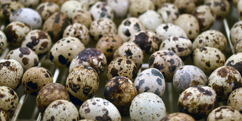 How Long Will Quail Eggs Stay Fresh?