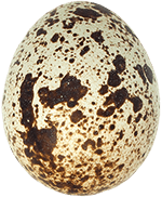 Egg